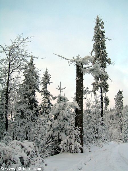 DSCN2305_g3r