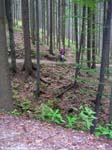 PICT7606_g3r
