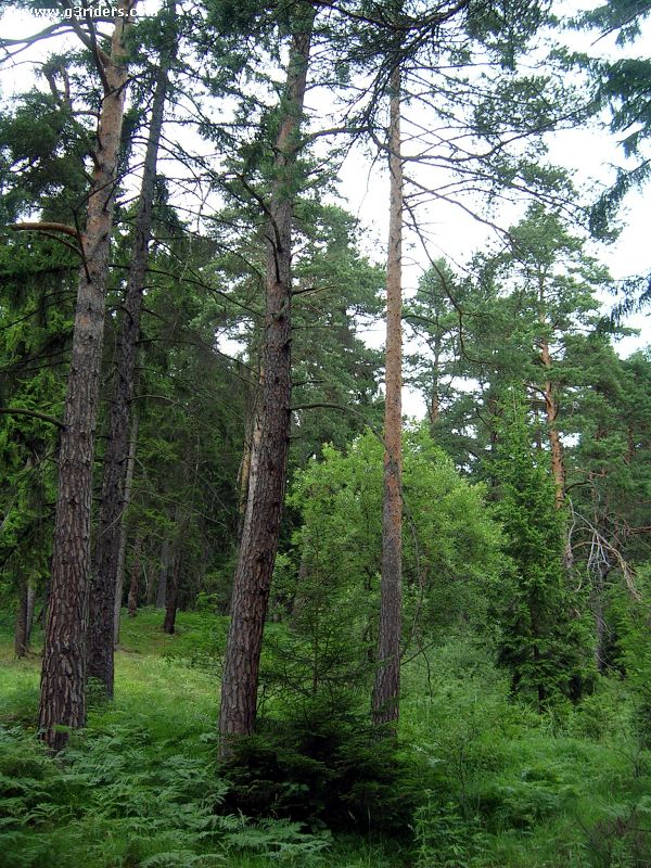 DSCN4171_g3r