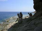 PICT8258_g3r
