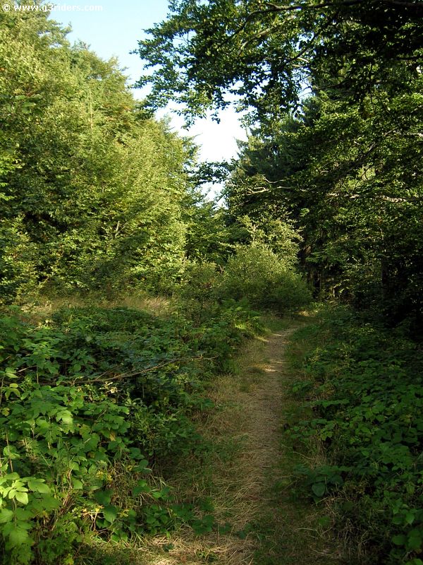 DSCN4982_g3r