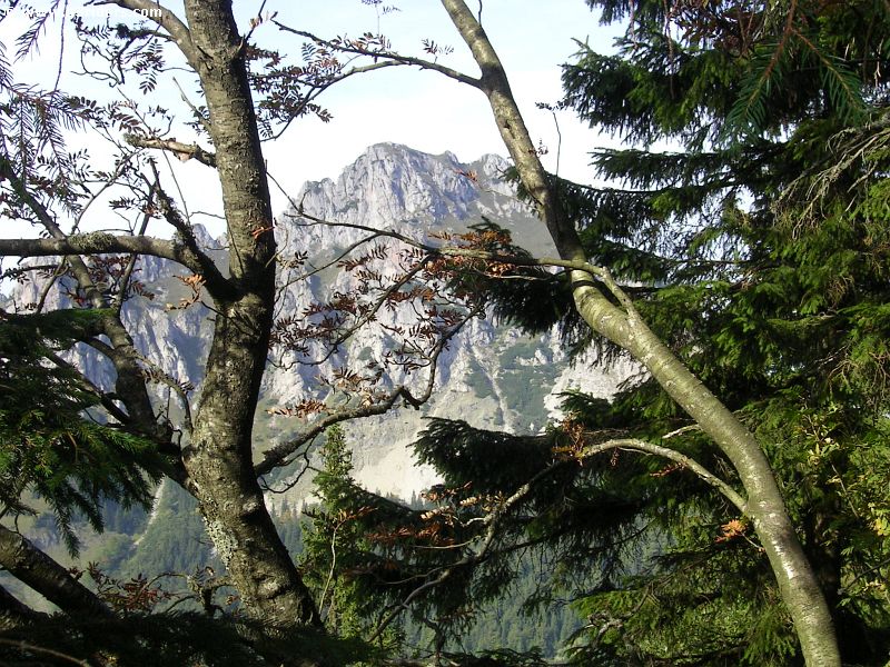 PICT8907_g3r