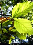 IMG_6607_g3r