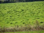 IMG_0530_g3r