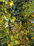 IMG_0539_g3r