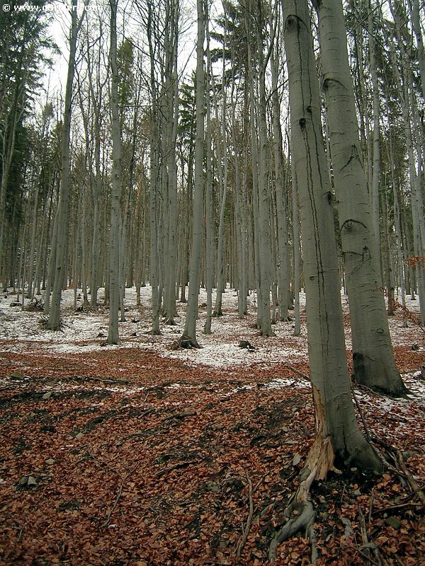 DSCN5613_g3r