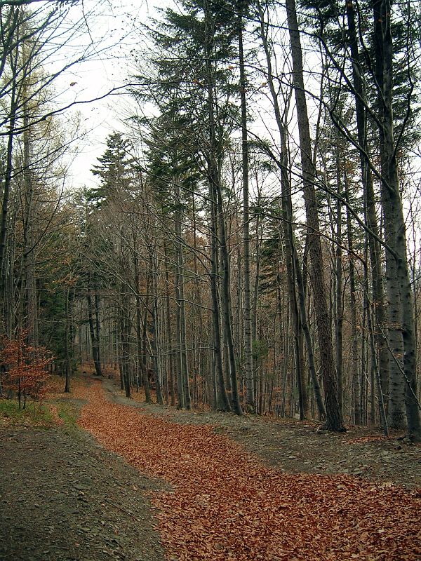 DSCN5641_g3r