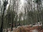 DSCN5604_g3r