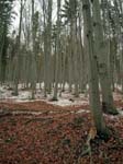 DSCN5613_g3r