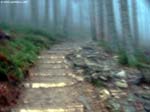 PICT4720_g3r